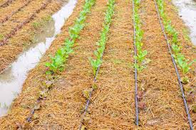 SIDDHI Root & Soil Nutrient
